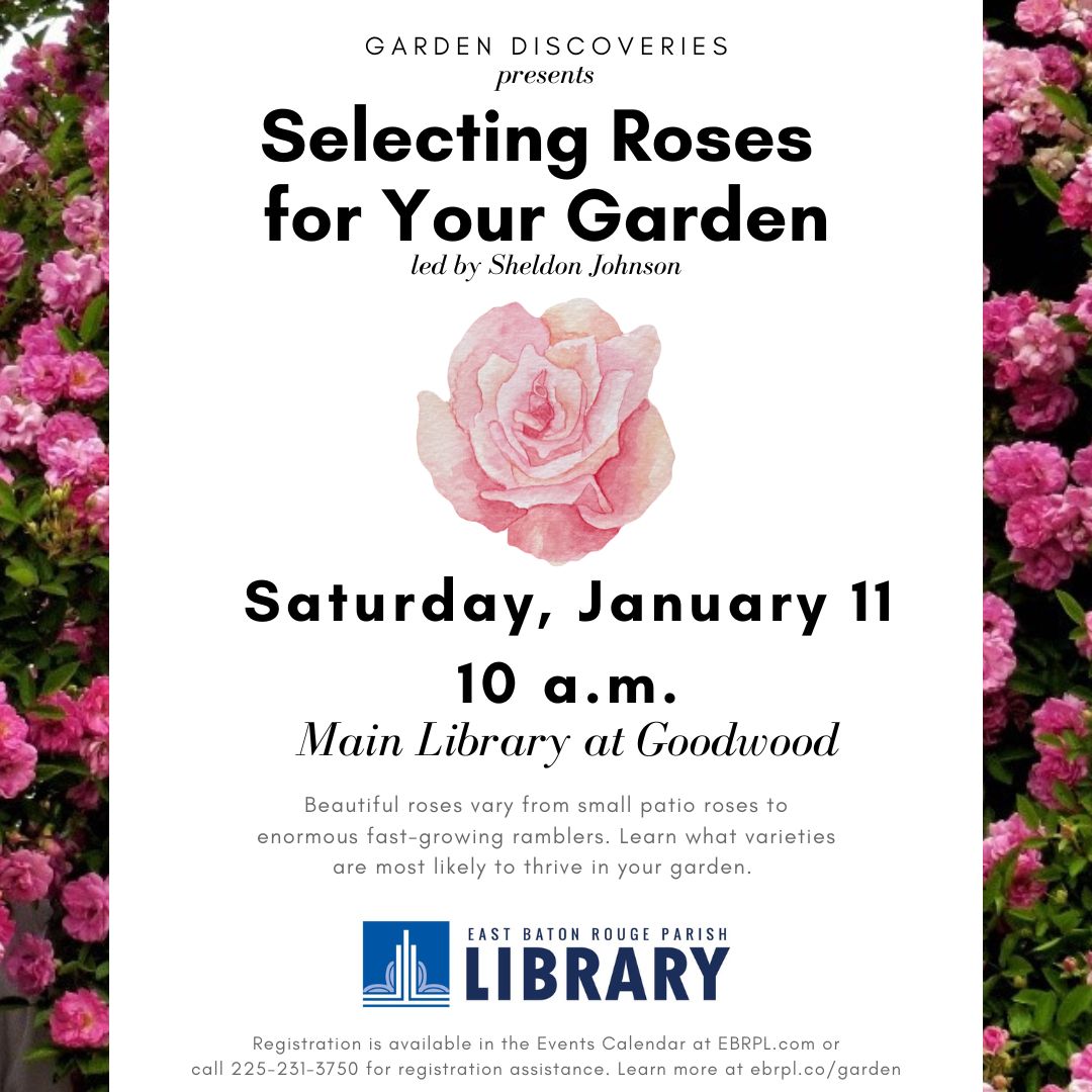 Garden discoveries flyer: How to Select Roses for Your Garden, led by Sheldon Johnson of the Baton Rouge Rose Society at 10 a.m. on Saturday, January 11, 2025. at the Main library at goodwood.